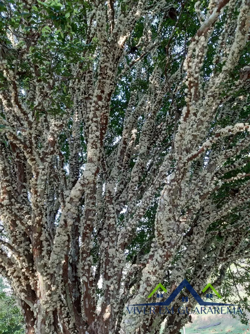 CHÁCARA COM BELEZAS NATURAIS — Miniatura 23