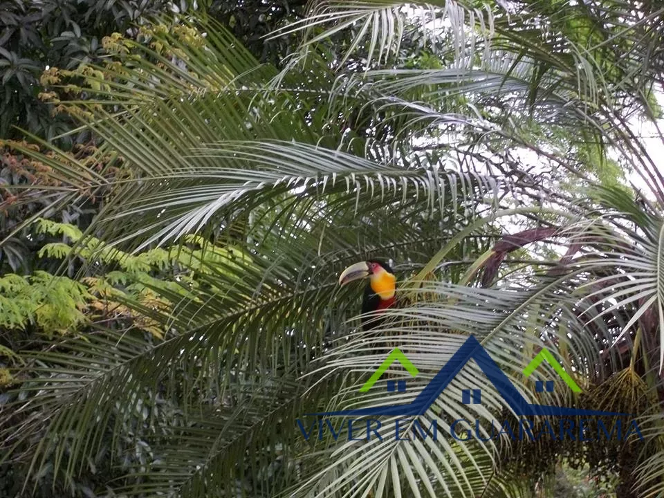 CHÁCARA COM BELEZAS NATURAIS — Miniatura 7