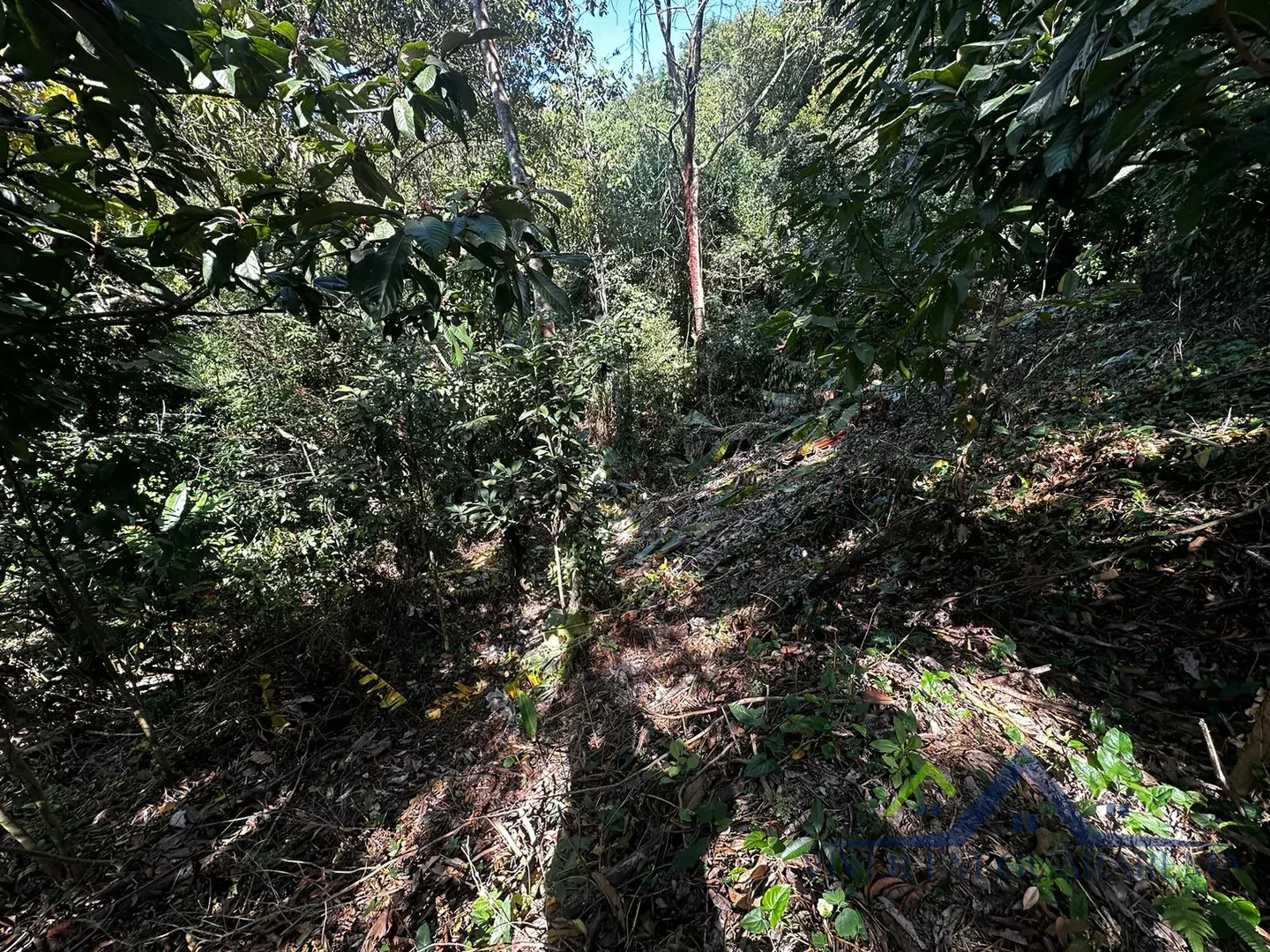 TERRENO NA FREGUESIA DA ESCADA — Miniatura 3