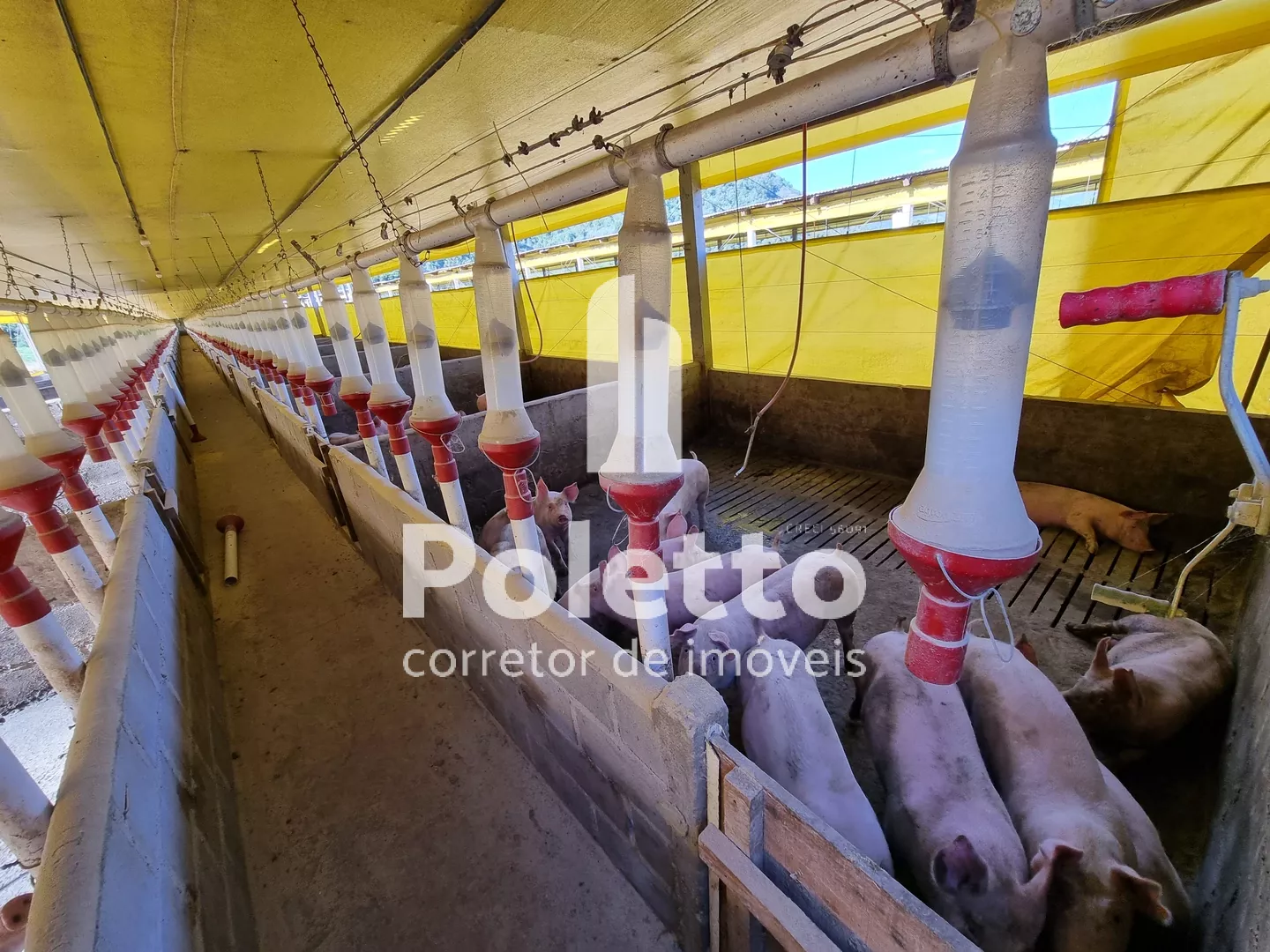 Vende-se área rural no interior de Camargo — Miniatura 8