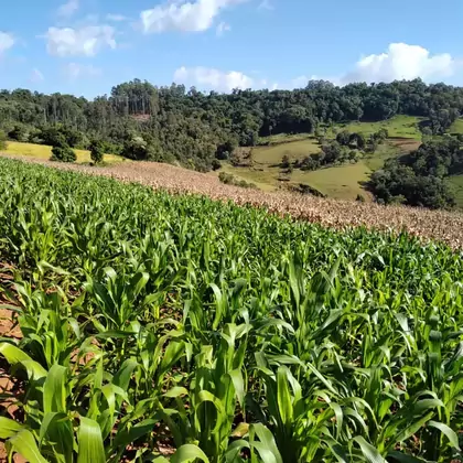 Comprar - Área para plantio