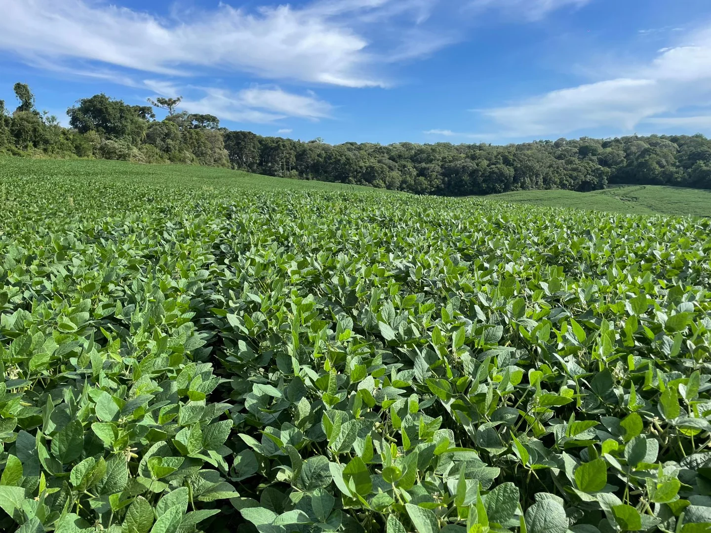 Comprar - Fazenda