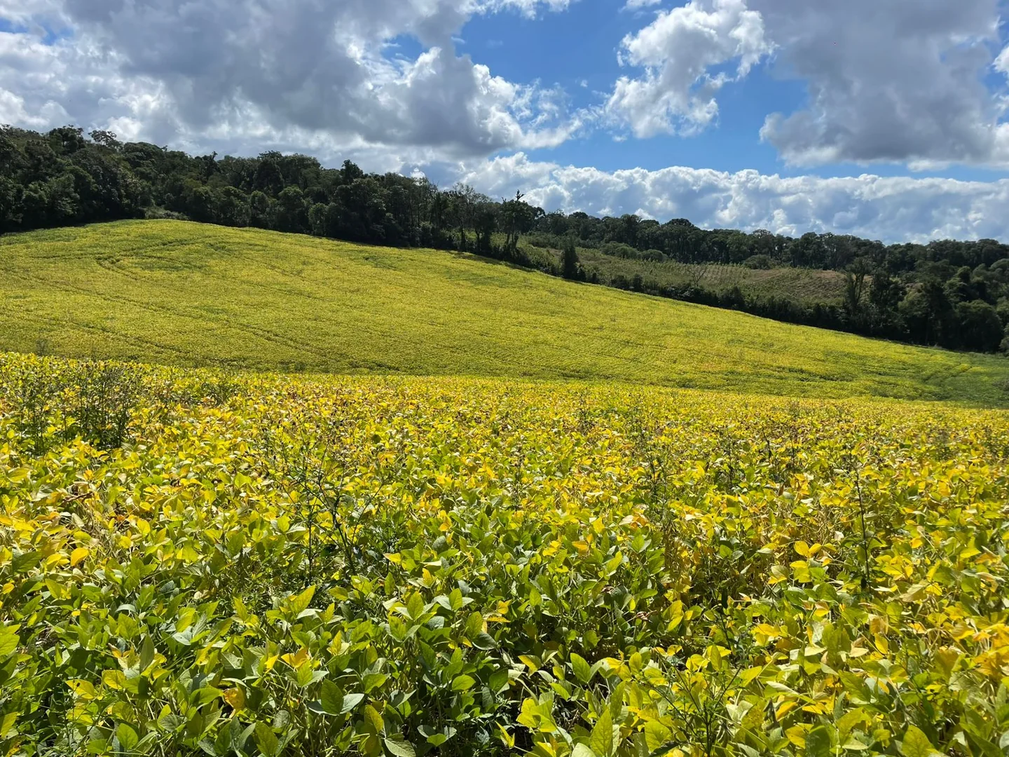Comprar - Fazenda