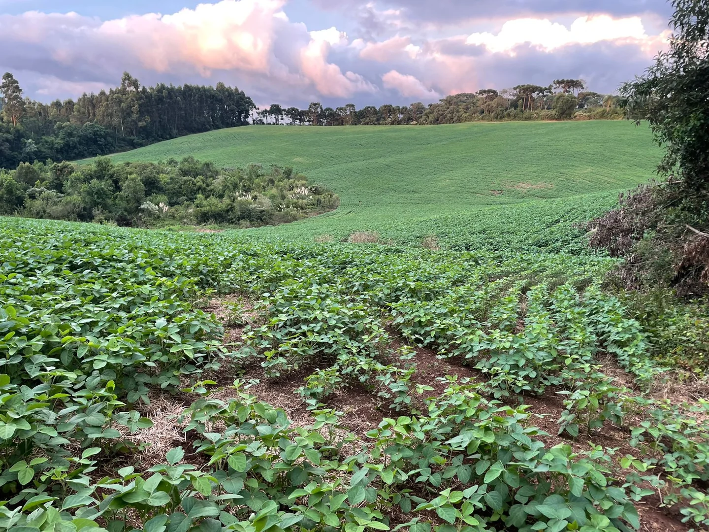 Comprar - Fazenda