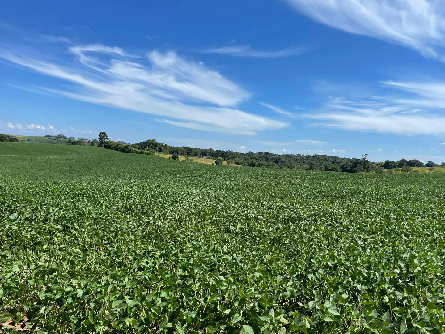 Comprar - Fazenda