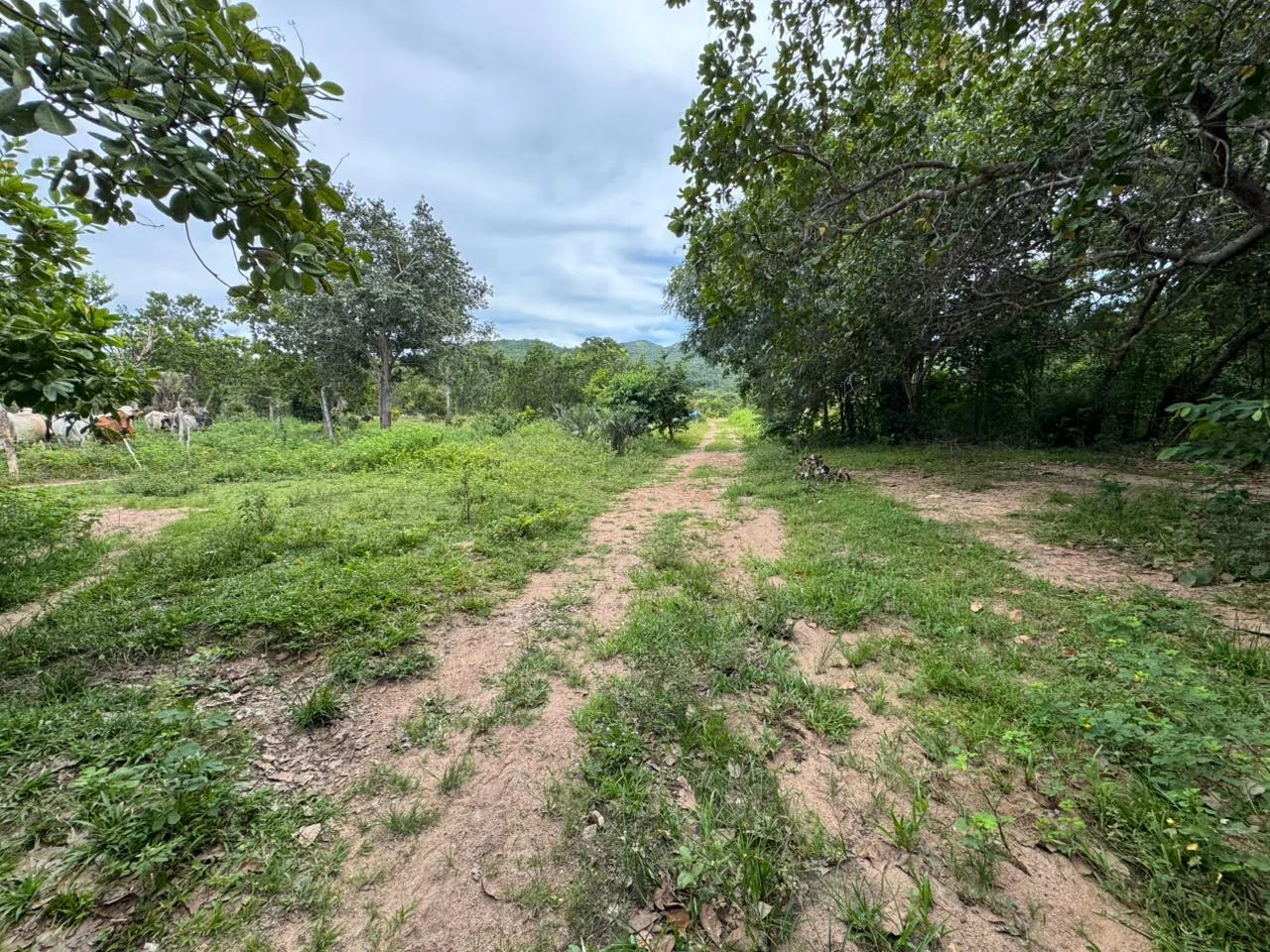 Vendo fazenda de 20 Alqueires de Dupla Apitidao proximo a Porto Nacional-TO. — Miniatura 18