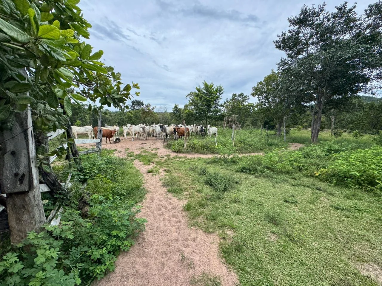 Vendo fazenda de 20 Alqueires de Dupla Apitidao proximo a Porto Nacional-TO. — Miniatura 16