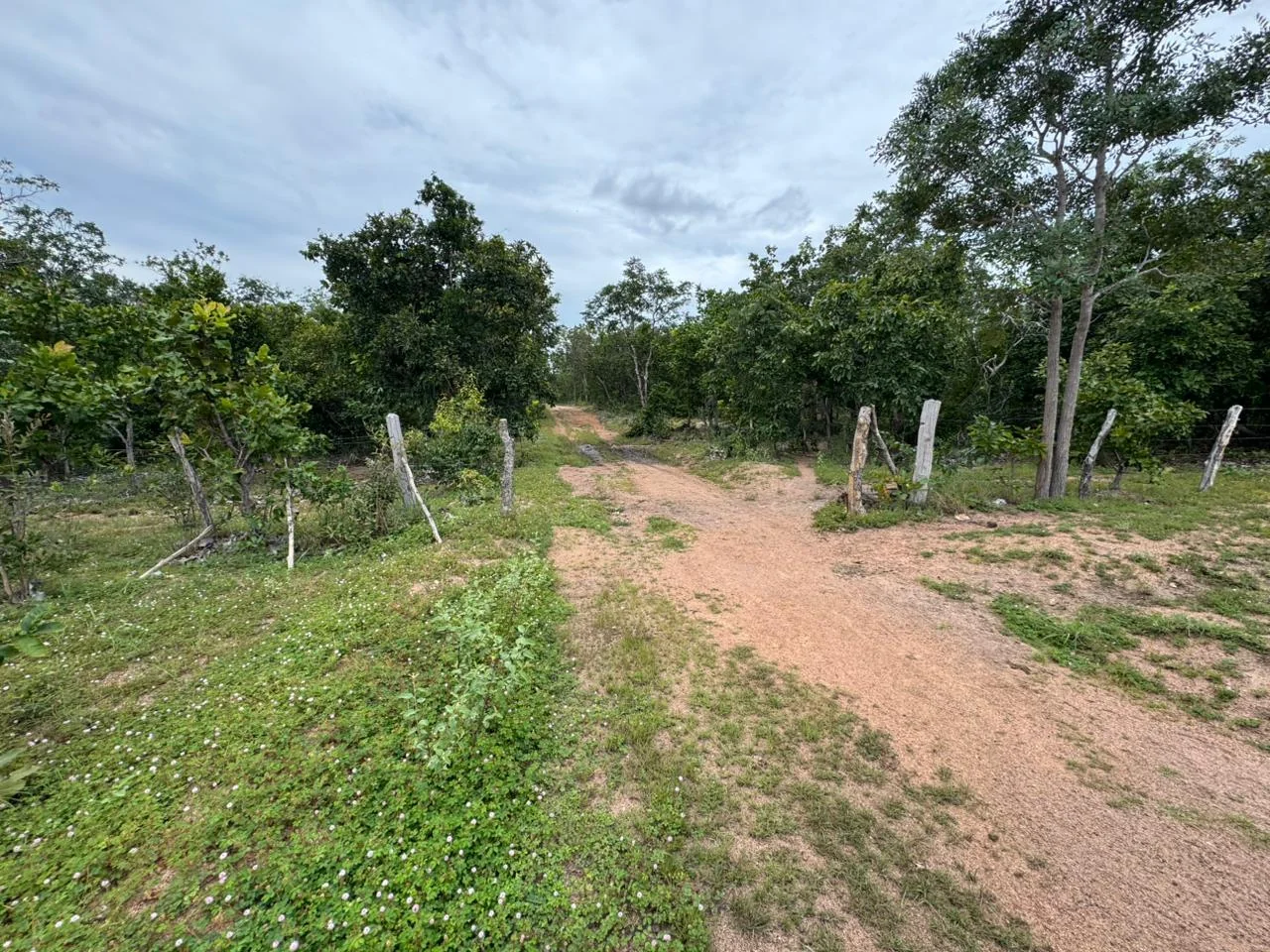 Vendo fazenda de 20 Alqueires de Dupla Apitidao proximo a Porto Nacional-TO. — Miniatura 12