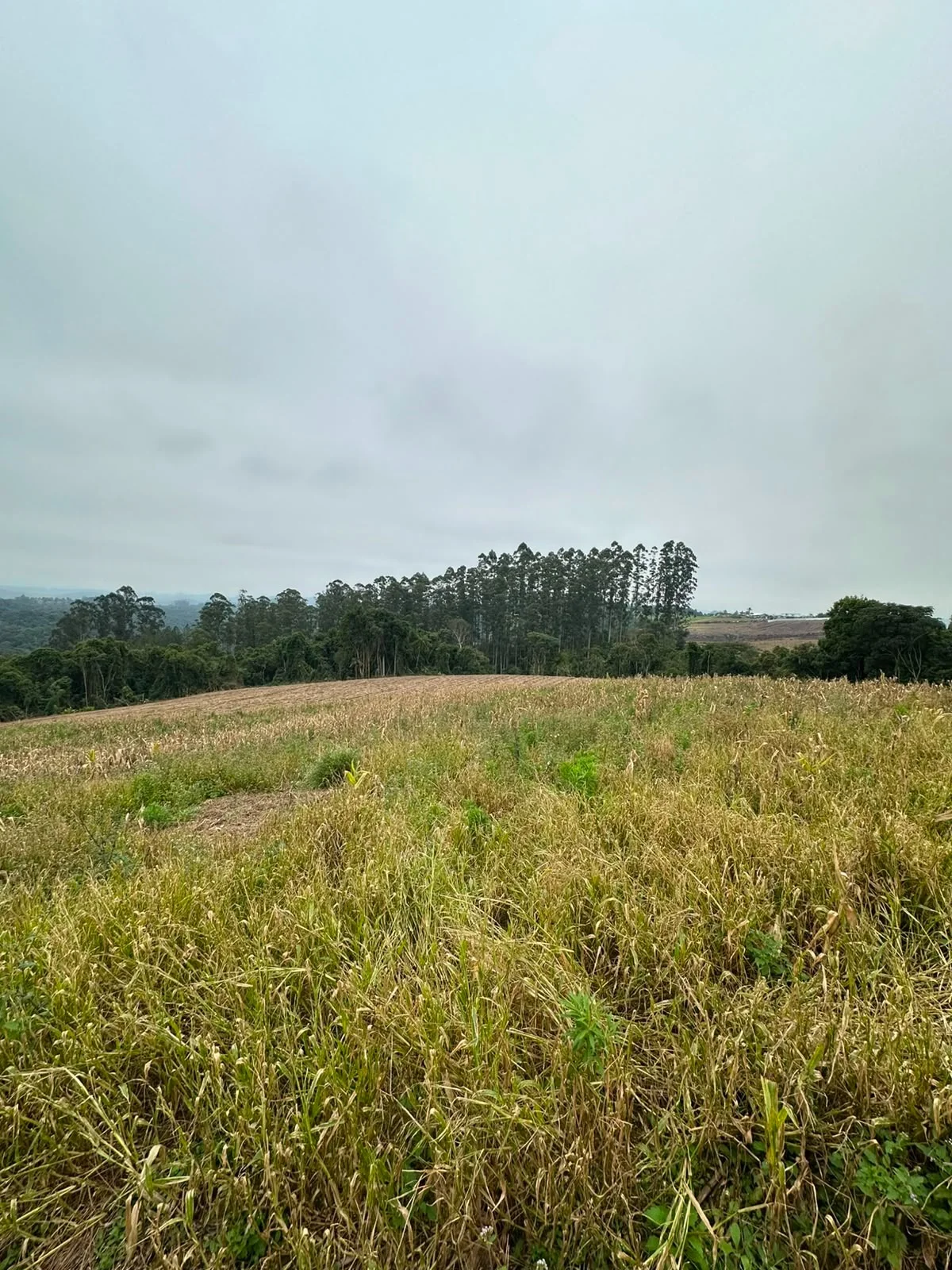 Sítio à Venda | Imóvel Rural com Ótima Localização — Miniatura 19