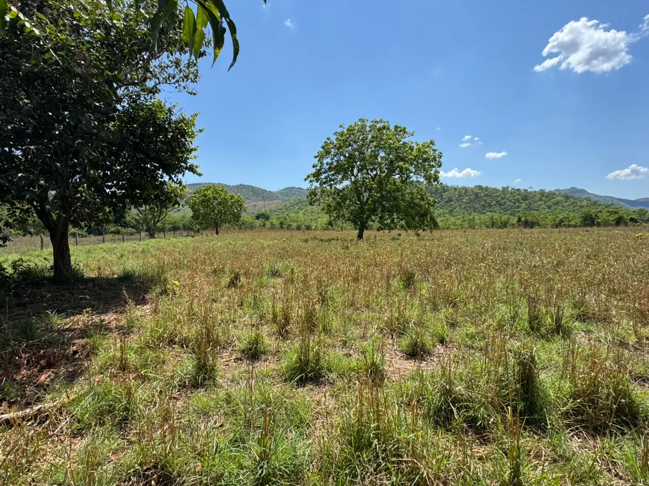 🌾 FAZENDA À VENDA – 79,3 HECTARES, ENTRE PALMAS E PORTO NACIONAL/TO — Miniatura 13