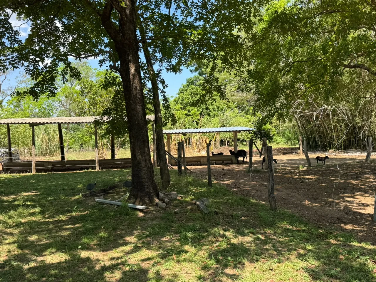 🌾 FAZENDA À VENDA – 79,3 HECTARES, ENTRE PALMAS E PORTO NACIONAL/TO — Miniatura 19